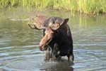Moose in Maine